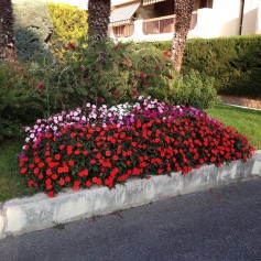 Massif par Jardins Jede